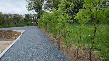 Plantation d'une nouvelle haie