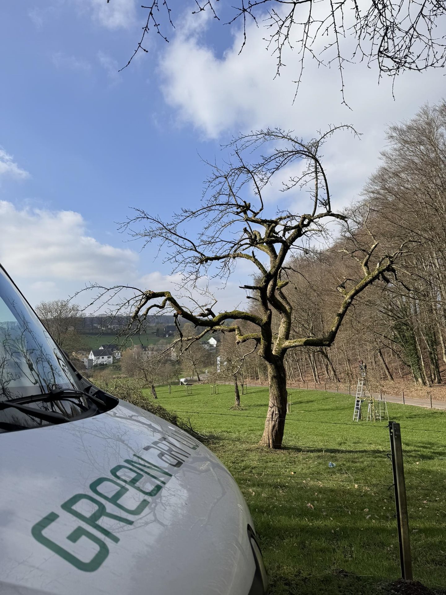 Taille des arbres fruitiers